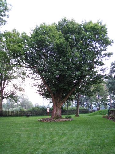 Javor horsk� �i j. klen (Acer pseudoplatanus)