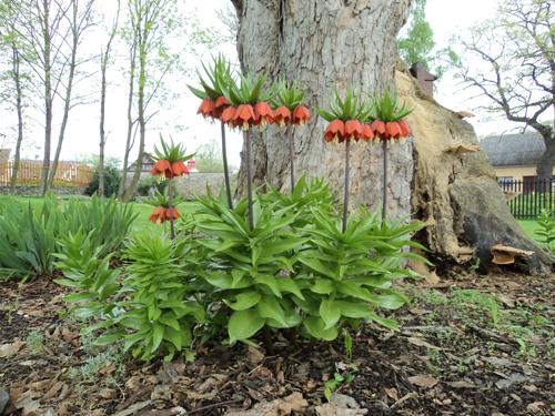 ebk krlovsk (Fritillaria imperialis)