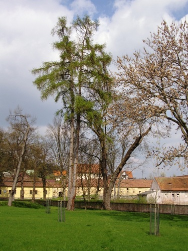 Mod��n vysazen� na ja�e 1939